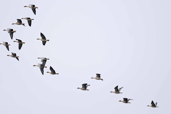 Bird sightings Monday, 14 September 2026