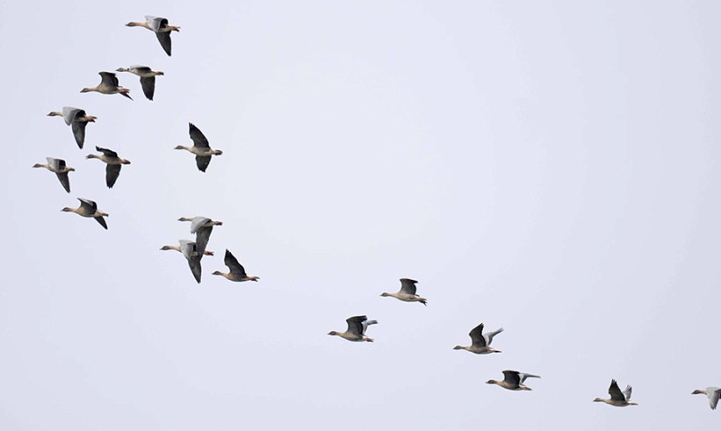 Pink-footed Geese - John Hewitt.