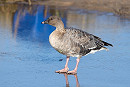 Pink-footed Goose. John Hewitt.