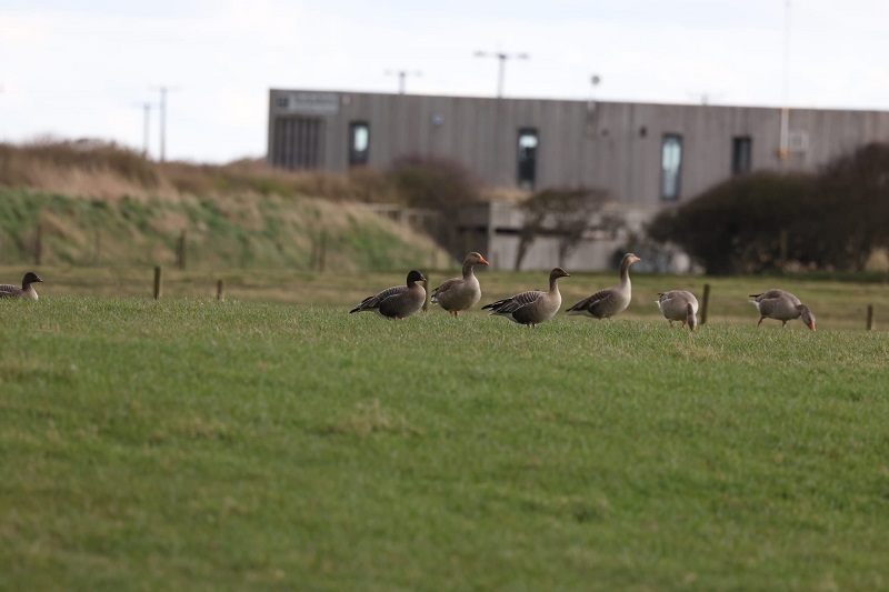 Pink-footed Geese with Greylags. John Hewitt.