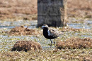 Pacific Golden Plover - John Hewitt.