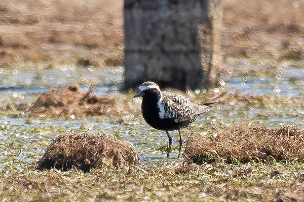 Pacific Golden Plover - John Hewitt.