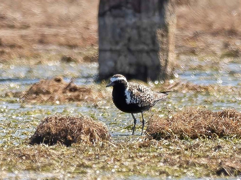 Pacific Golden Plover - John Hewitt.