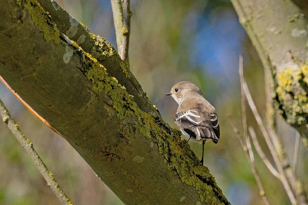 Bird sightings Wednesday, 24 September 2025