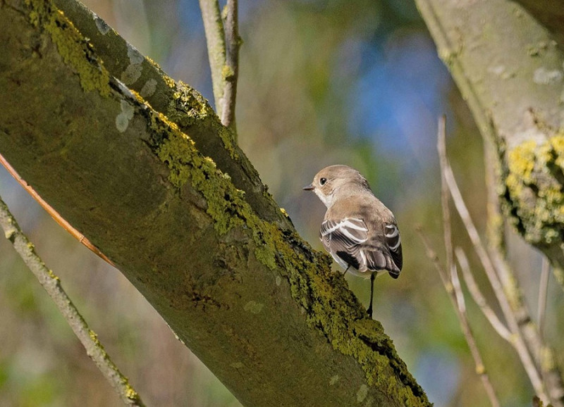 Pied Flycatcher - John Hewitt.
