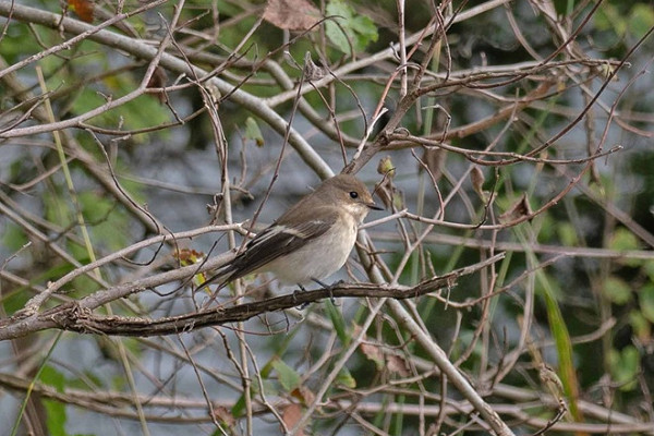 Bird sightings Saturday, 05 September 2026