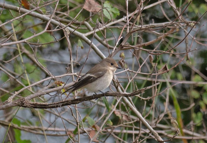 Pied Flycatcher - John Hewitt.