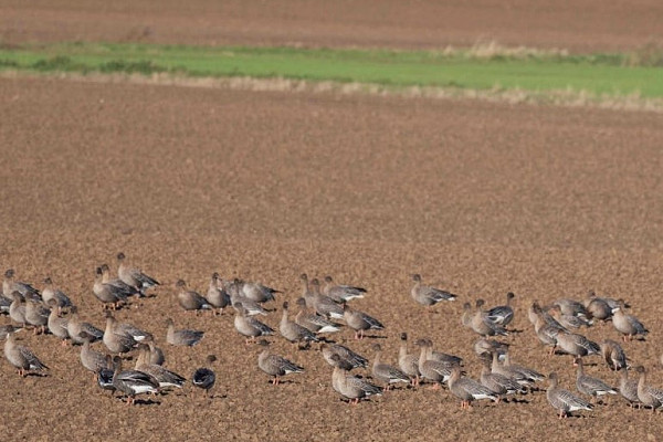 Pink-footed Geese - John Hewitt.