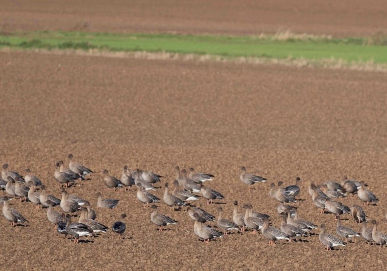 Pink-footed Geese - John Hewitt.