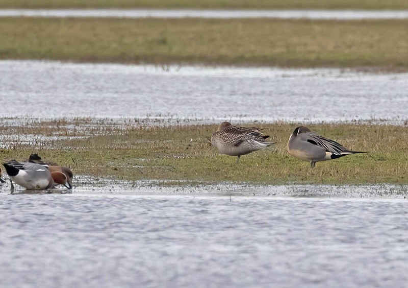 Pintails and Wigeon - John Hewitt.