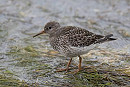 Purple Sandpiper - John Hewitt.