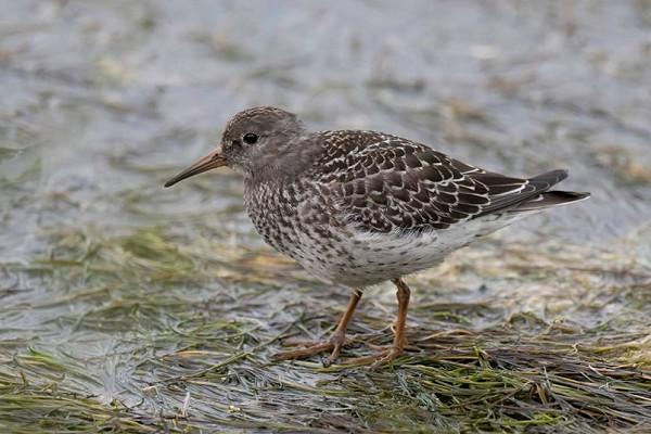 Bird sightings Thursday, 13 August 2026