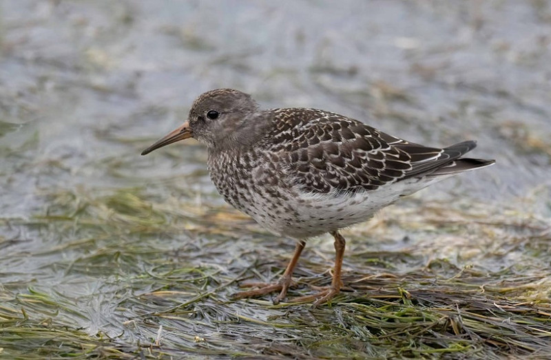 Purple Sandpiper - John Hewitt.