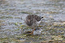 Purple Sandpiper - John Hewitt.
