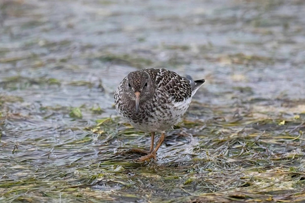 Purple Sandpiper - John Hewitt.