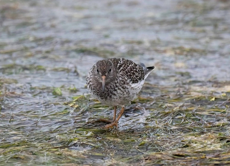 Purple Sandpiper - John Hewitt.