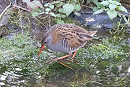 Water Rail - John Hewitt.