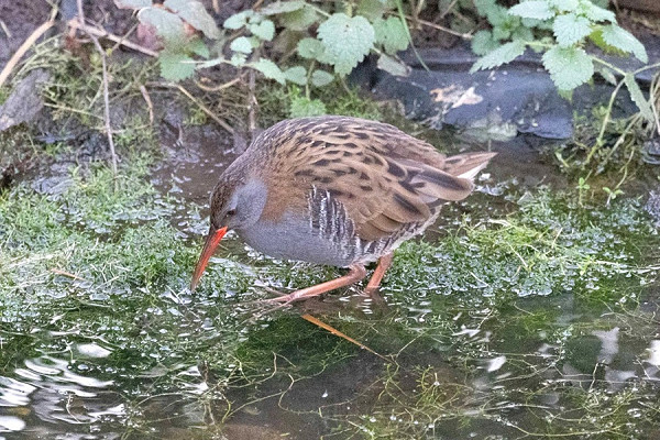 Water Rail - John Hewitt.