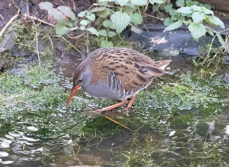 Water Rail - John Hewitt.