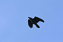 Raven - John Hewitt.
