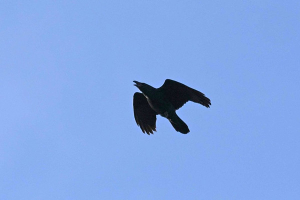 Raven - John Hewitt.