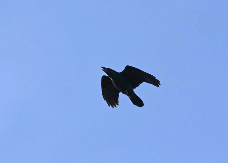 Raven - John Hewitt.