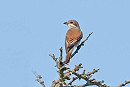 Red-backed Shrike - John Hewitt.