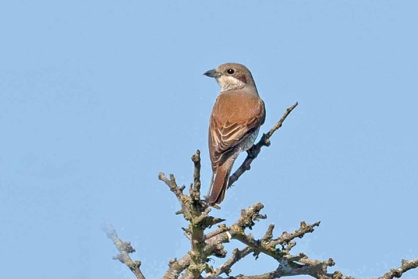Bird sightings Friday, 09 May 2025