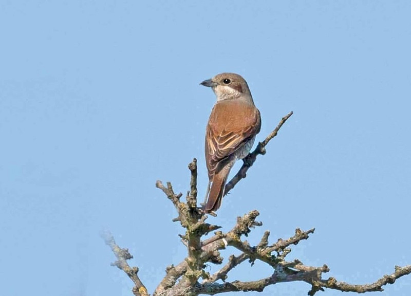 Red-backed Shrike - John Hewitt.