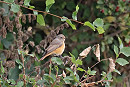 Redstart - John Hewitt.