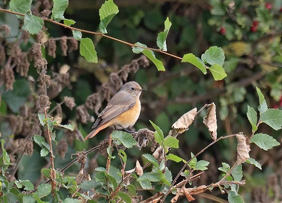 Bird sightings Wednesday, 02 September 2026