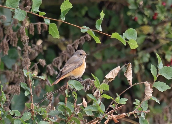Redstart - John Hewitt.