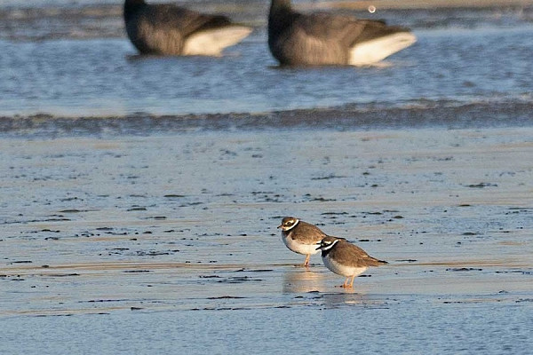 Ringed Plovers - John Hewitt.