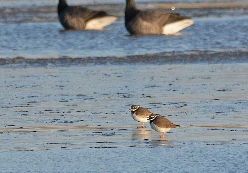 Ringed Plovers - John Hewitt.