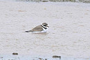 Ringed Plover - John Hewitt.