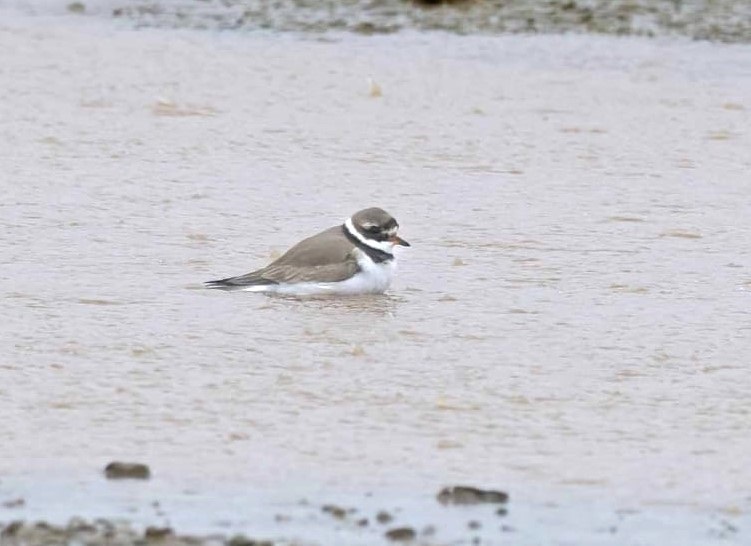 Ringed Plover - John Hewitt.