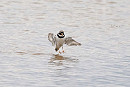 Riged Plover - John Hewitt.