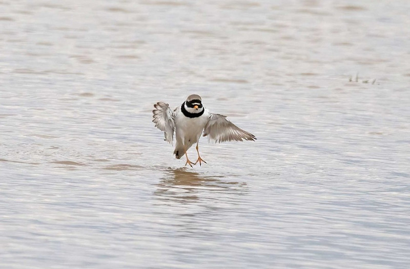 Riged Plover - John Hewitt.