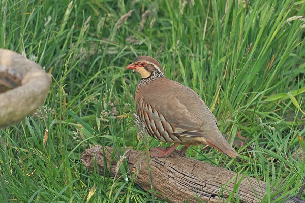 Red-legged Partridge - John Hewitt.