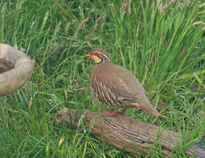 Red-legged Partridge - John Hewitt.