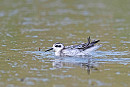 Red-necked Phalarope - John Hewitt.
