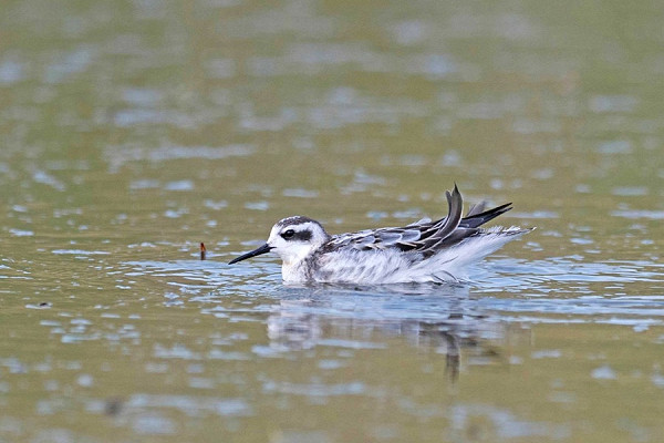 Red-necked Phalarope - John Hewitt.