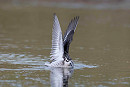 Red-necked Phalarope - John Hewitt.