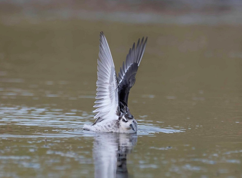Red-necked Phalarope - John Hewitt.