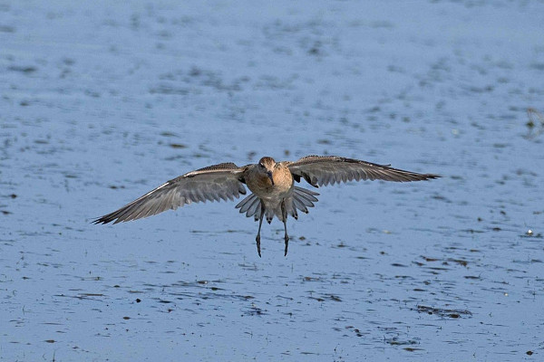 Ruff - John Hewitt.