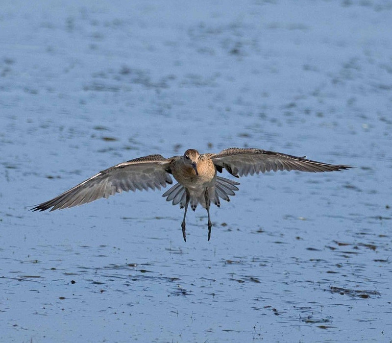 Ruff - John Hewitt.
