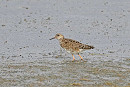 Ruff - John Hewitt.