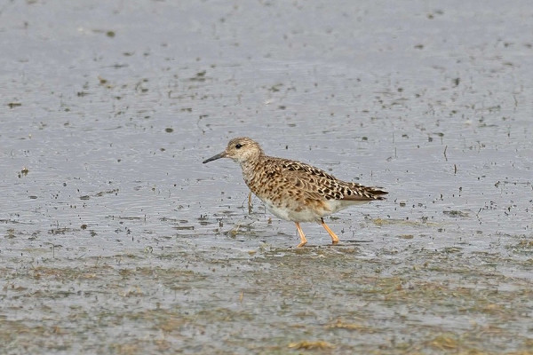 Bird sightings Friday, 14 August 2026
