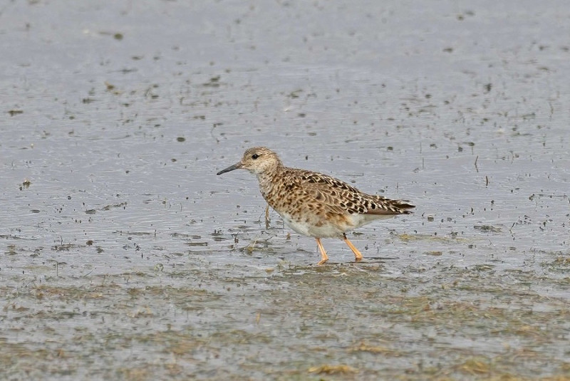 Ruff - John Hewitt.
