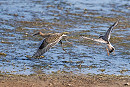 Aggressive Ringed Plover chasing a Ruff - John Hewitt.